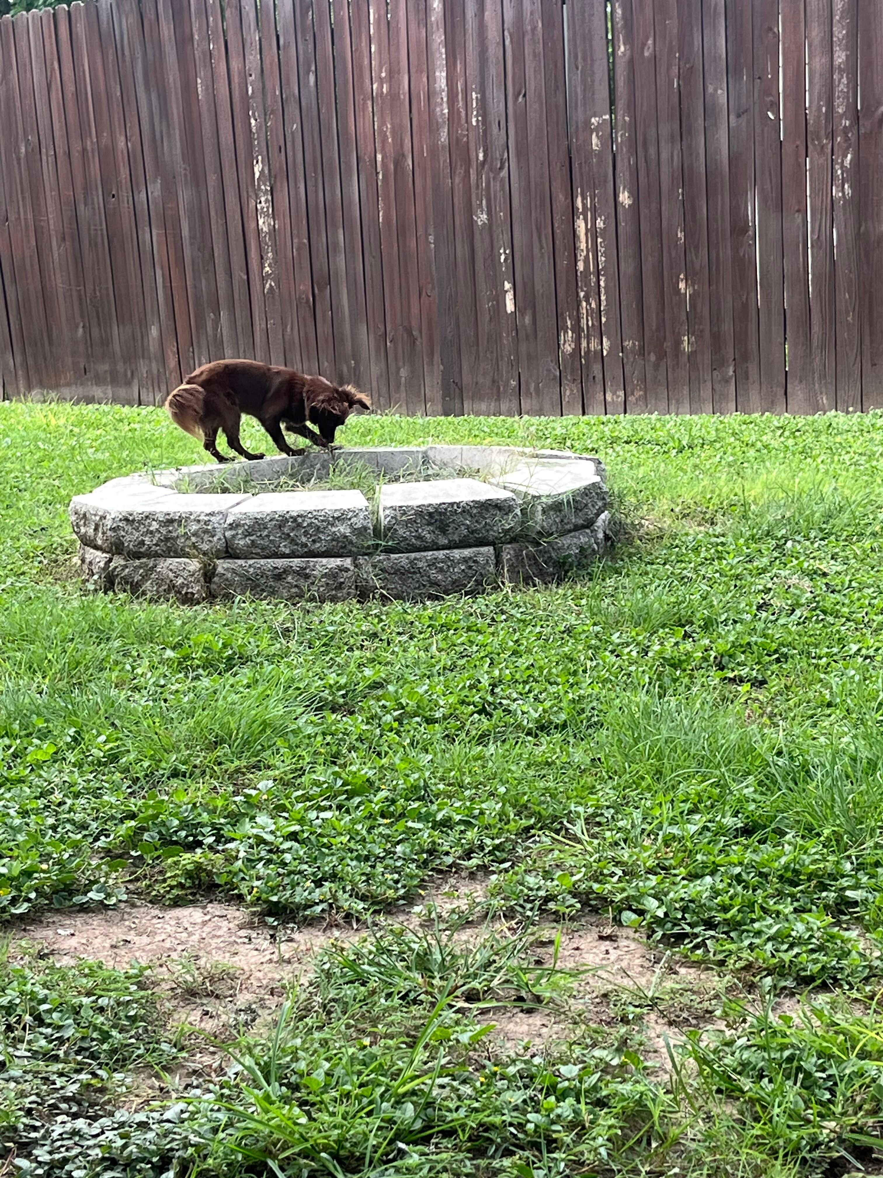 Tizzy loved the yard!