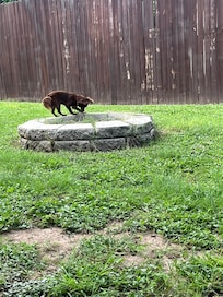 Tizzy loved the yard!