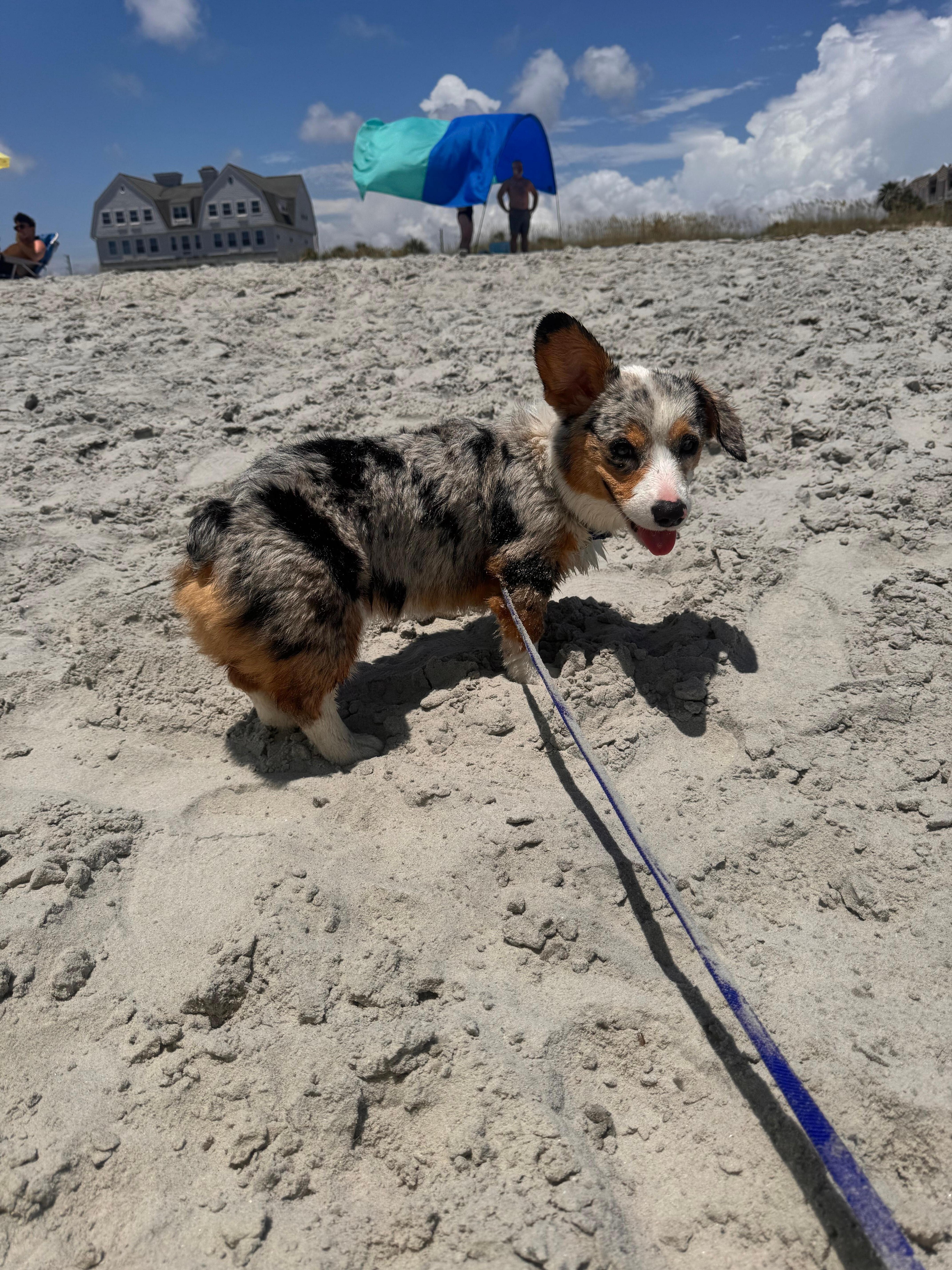 Tater enjoying the beach! 