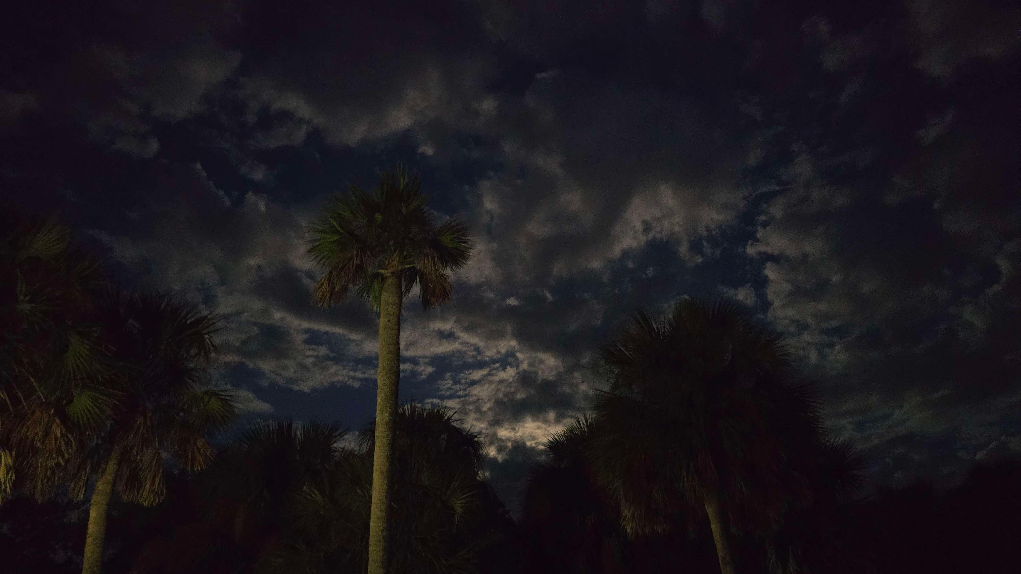 Night under palm trees