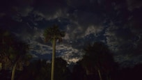 Night under palm trees