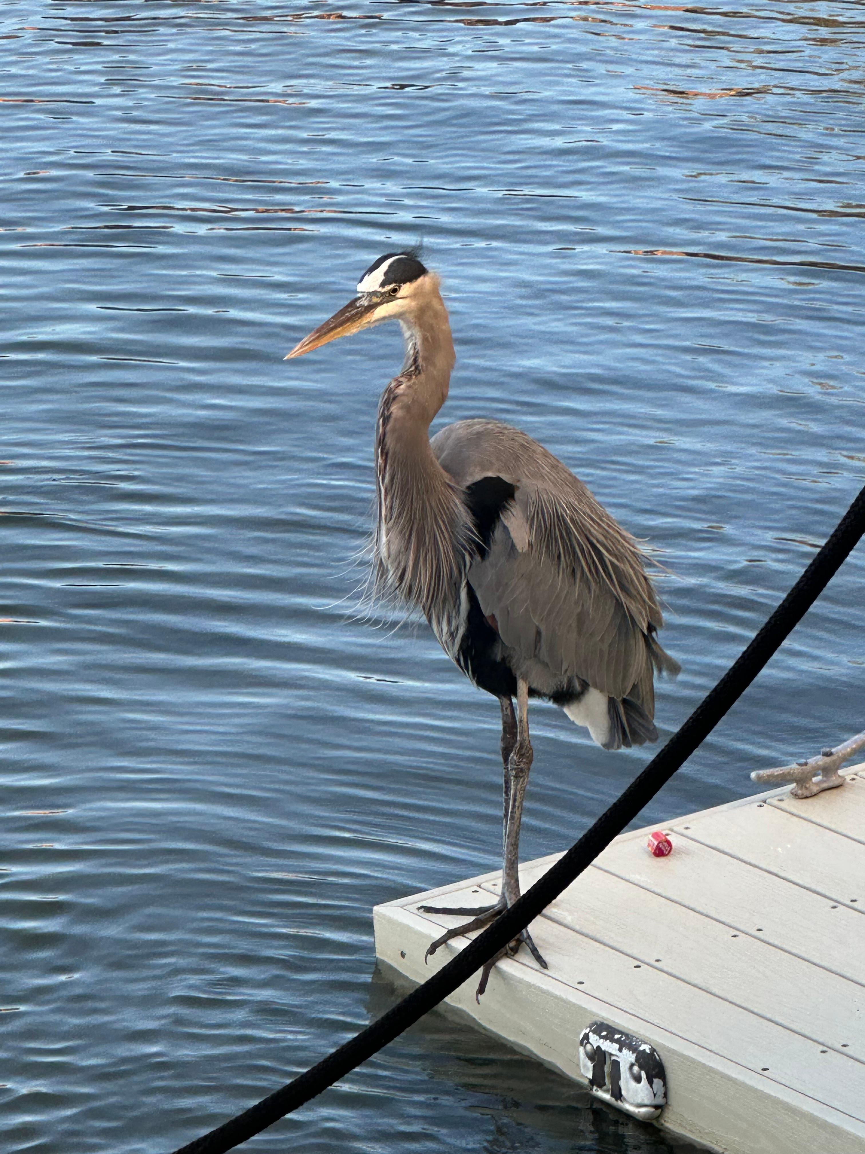 Great blue heron used to people being nearby.