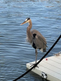 Great blue heron used to people being nearby.