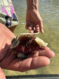 Sea life from kayaking tour.