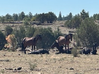 Horses out for a stroll.