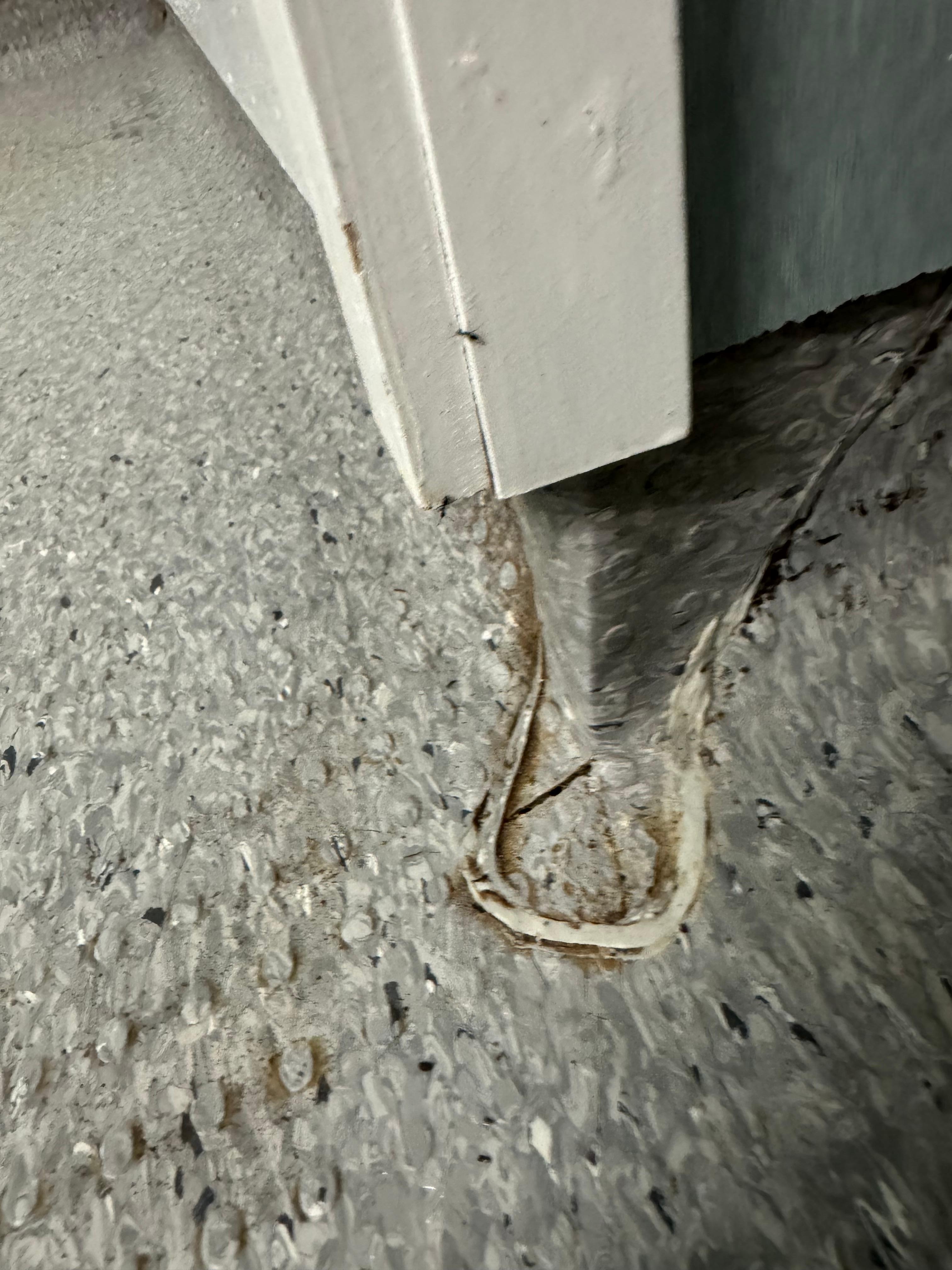 Ants crawling freely