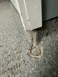 Ants crawling freely