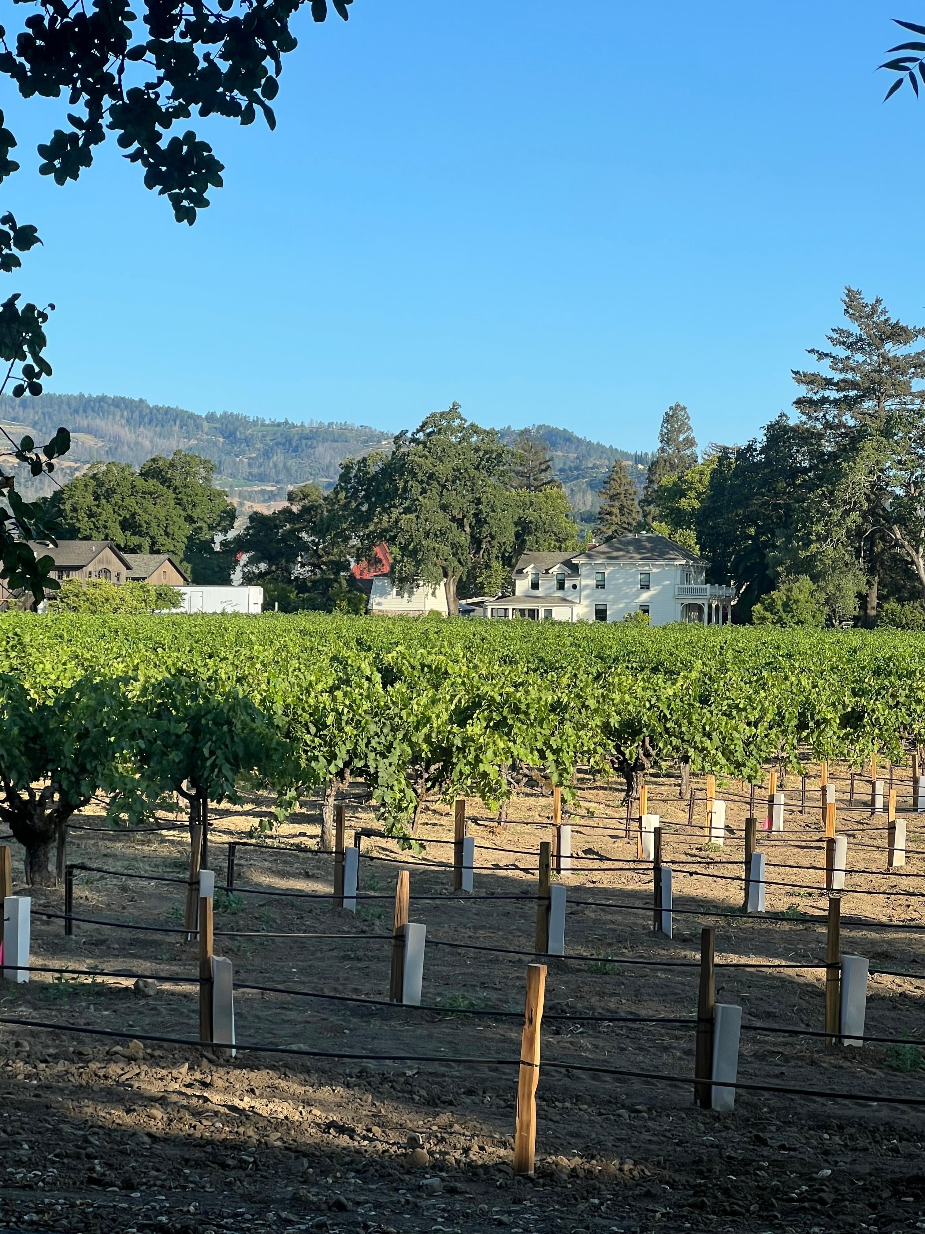  View of vineyard from bedroom.
