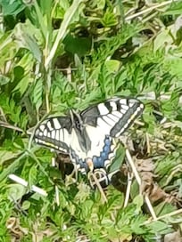 Le plein de papillons