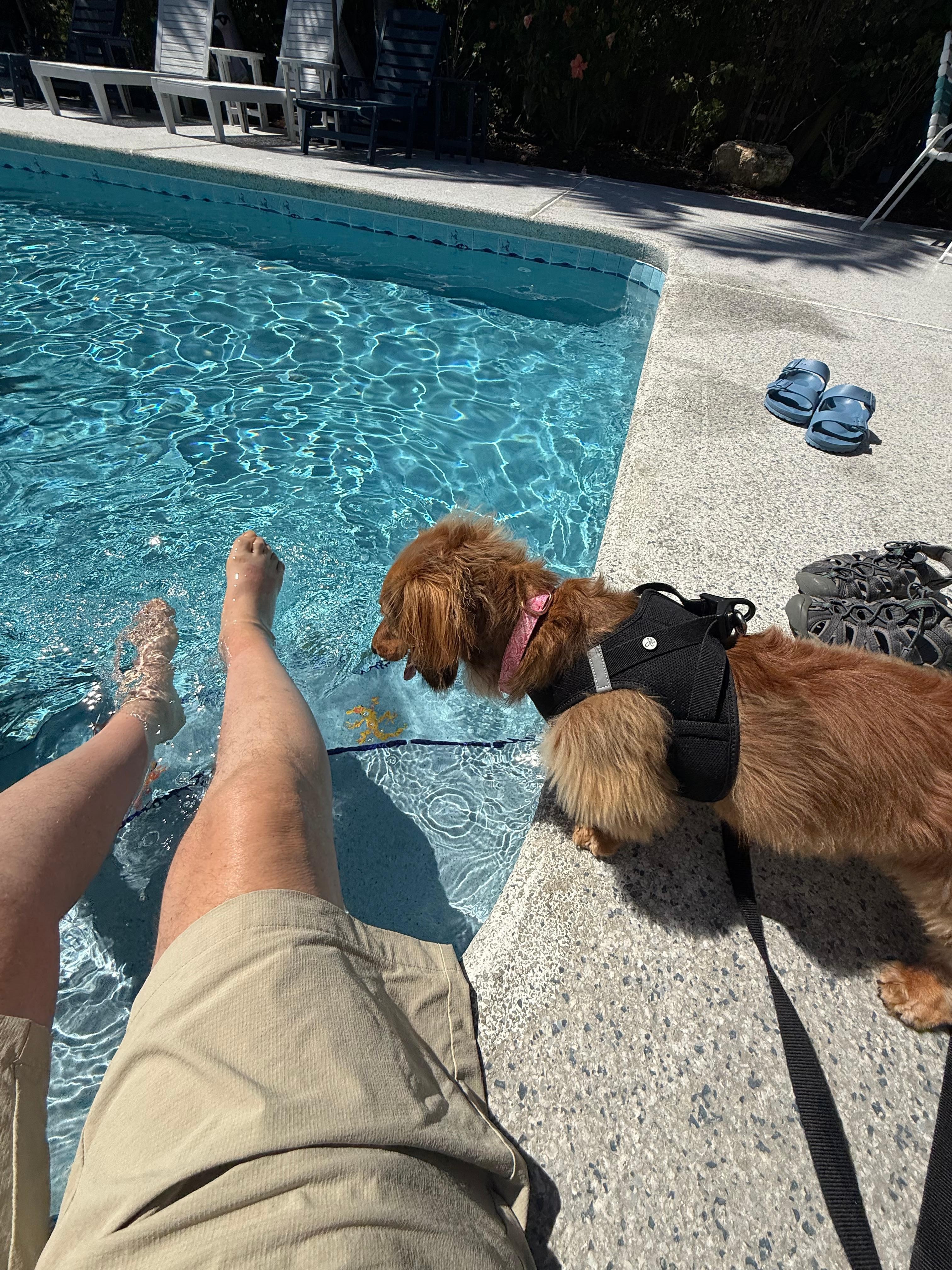 Really nice pool in the back. 