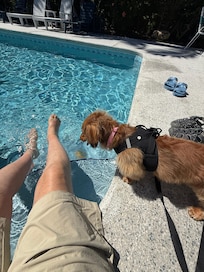 Really nice pool in the back.