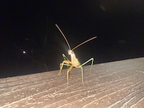 A little friend who visited us the first night!