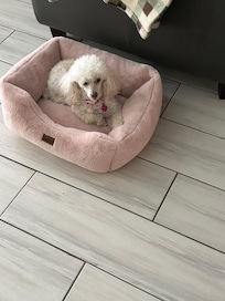 Our little pup felt right at home!