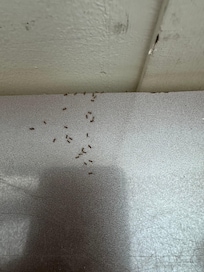 Photo de la propreté et des fourmis