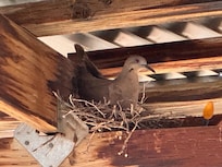 Back porch inhabitant.