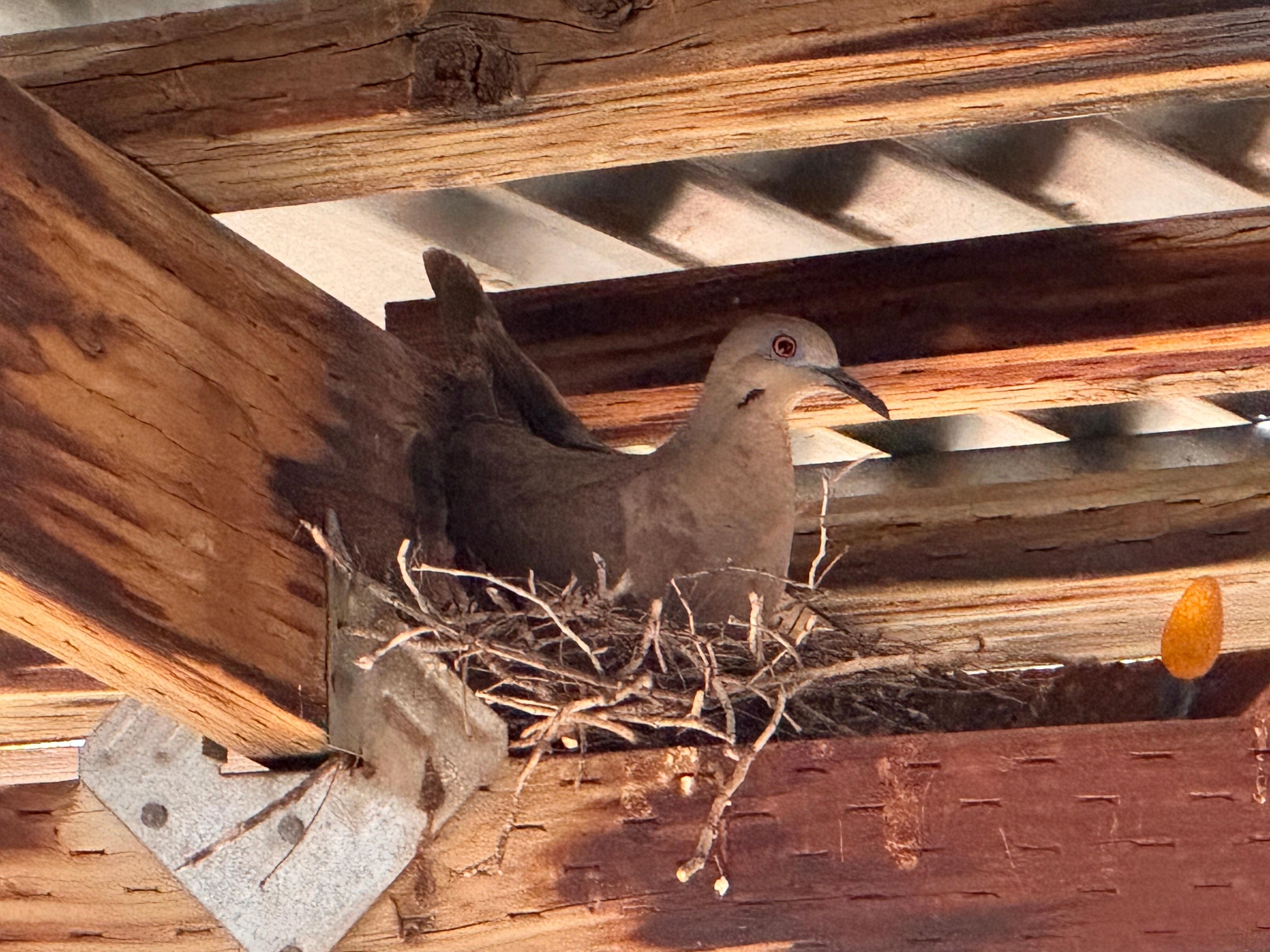 Back porch inhabitant.