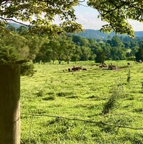 I couldn’t believe this was our view at the end of the huge parking lot. So peaceful, and cows!