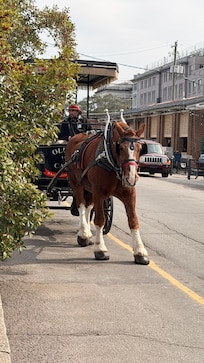 Carriage rides just down the block!
