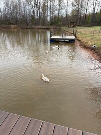 Duck pond