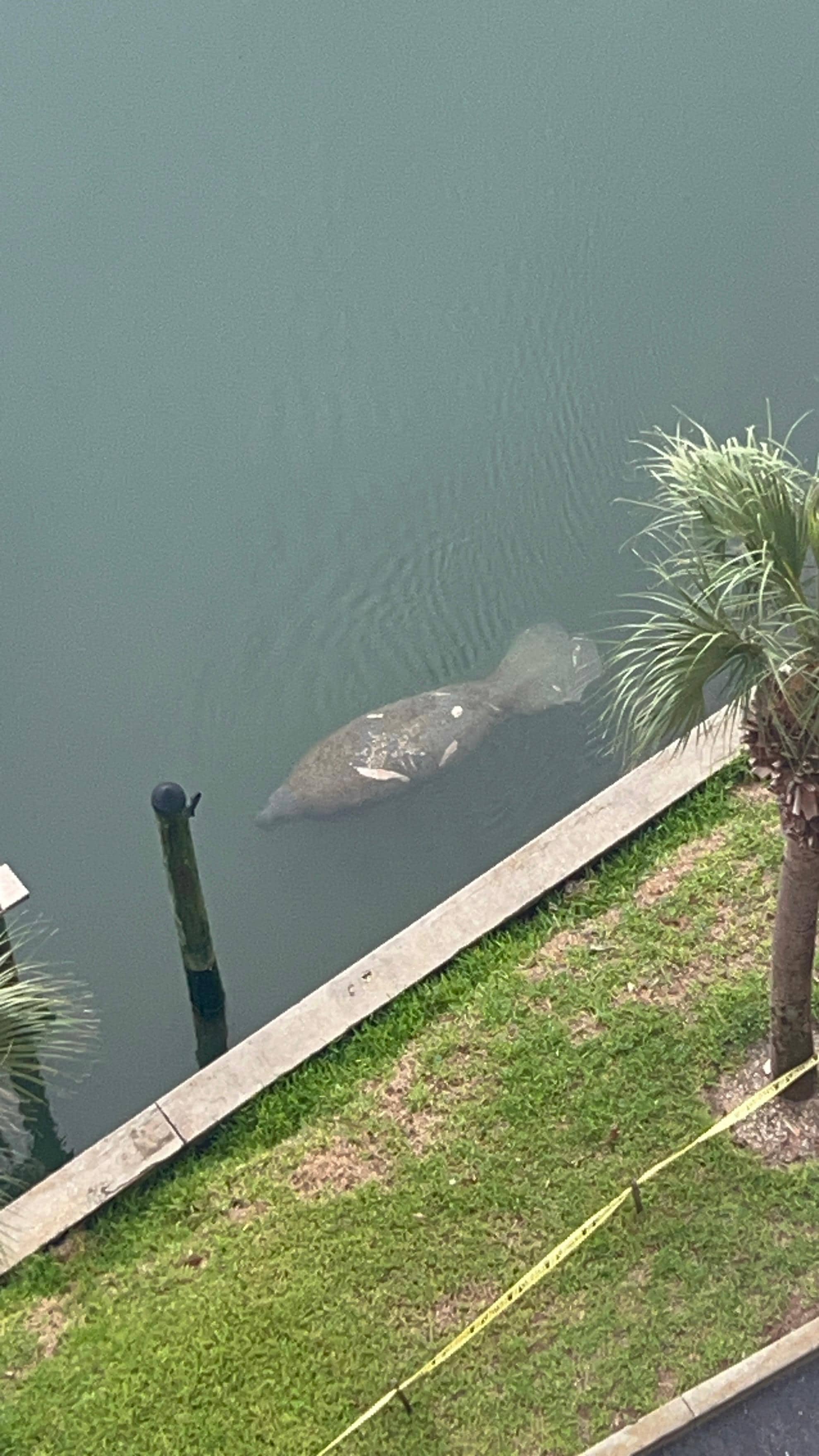 Manatee from the back patio harbour while drinking morning coffee