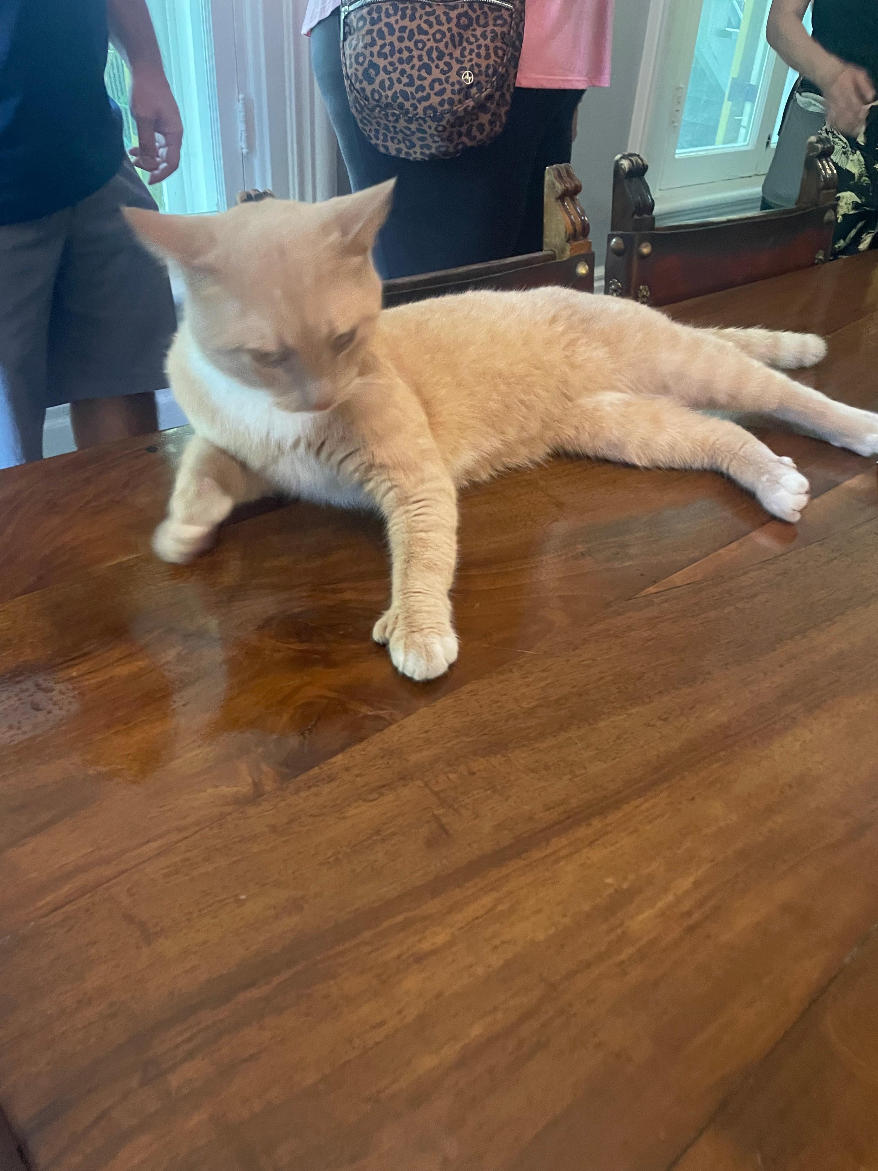 Hemingway’s House 6 toe cat