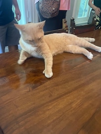 Hemingway’s House 6 toe cat