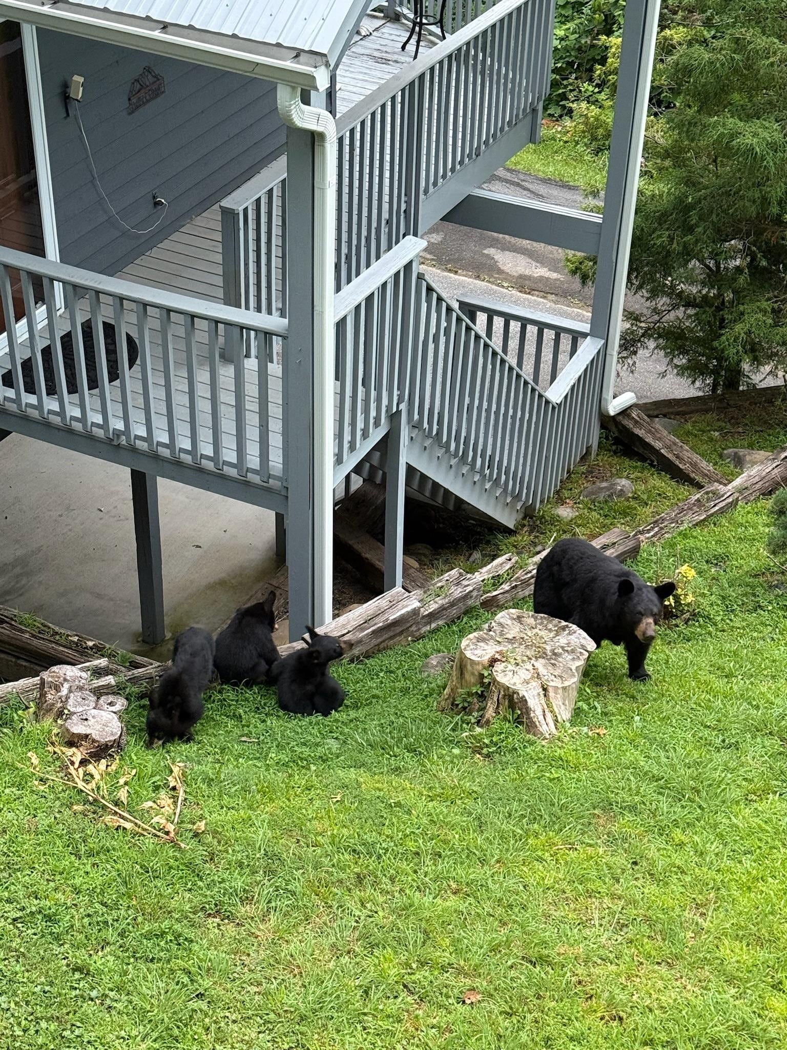 Bears in the backyard