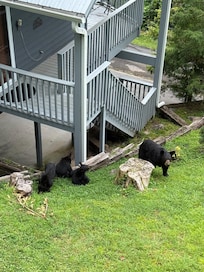 Bears in the backyard