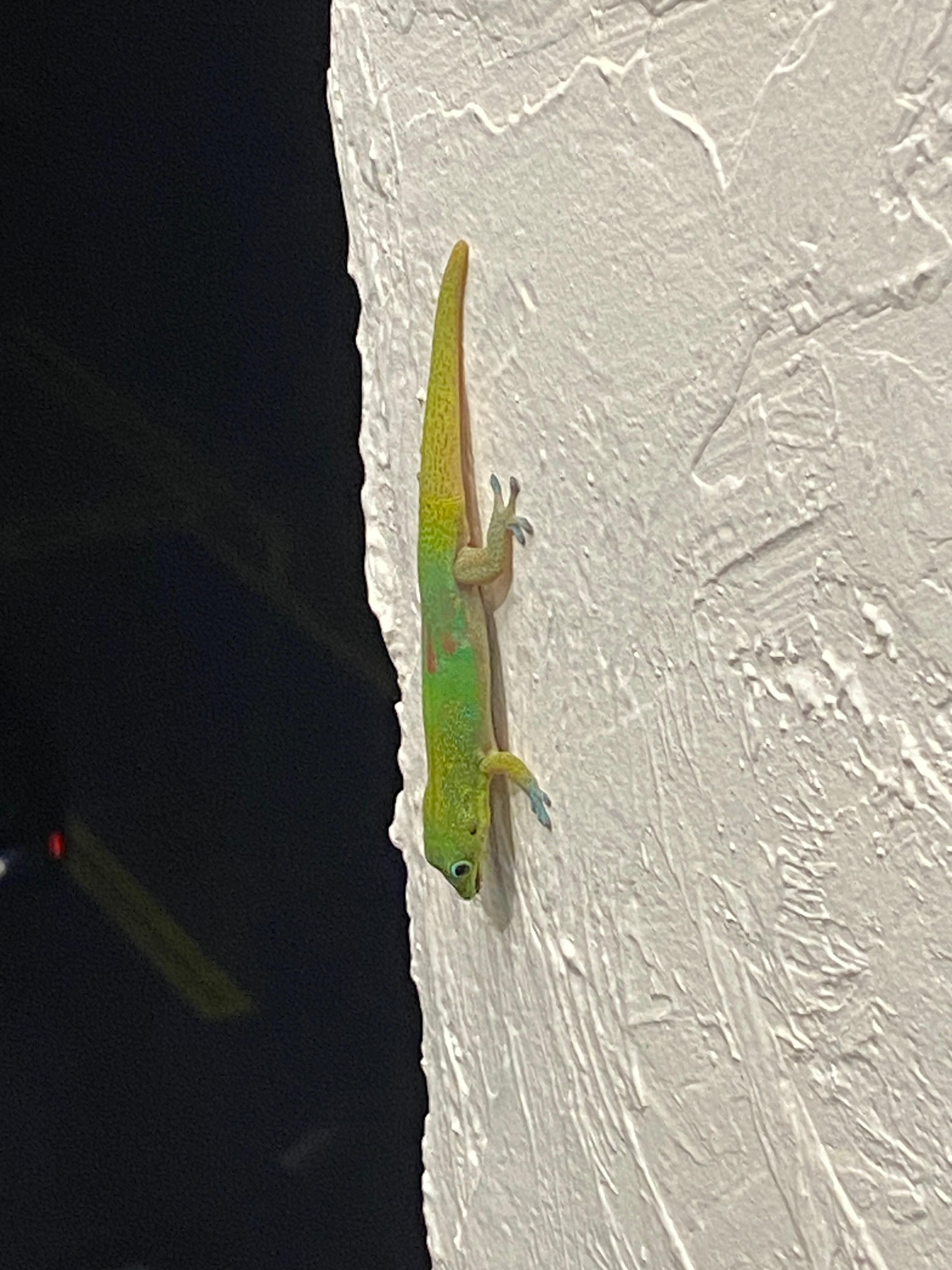 Geckos on warm night. None in room 