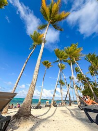 Beautiful palm trees