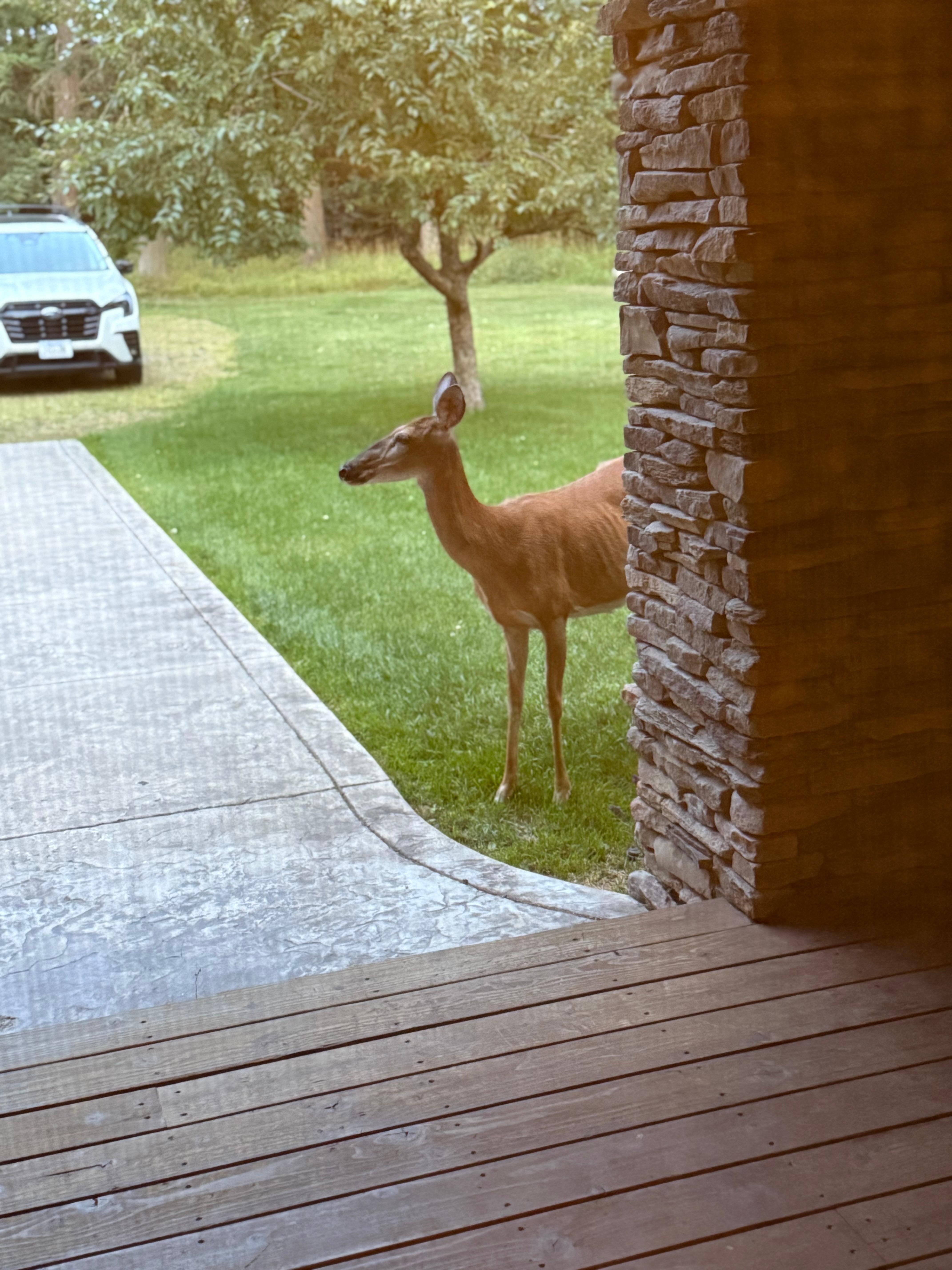 Front door visitor 