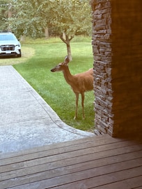 Front door visitor