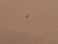 Booger on the wall next to the bed.
