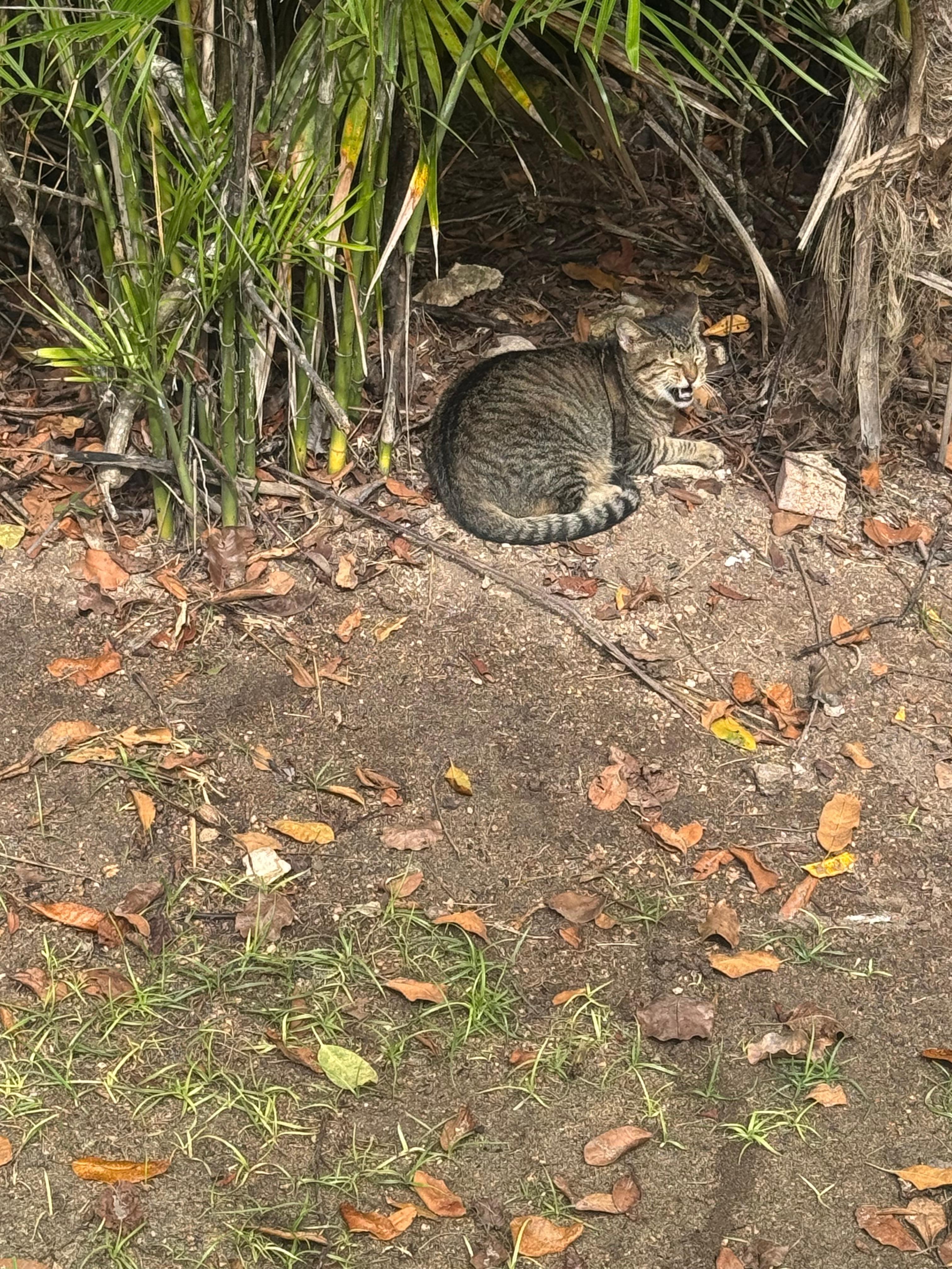 Kevin, the villa cat