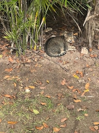 Kevin, the villa cat