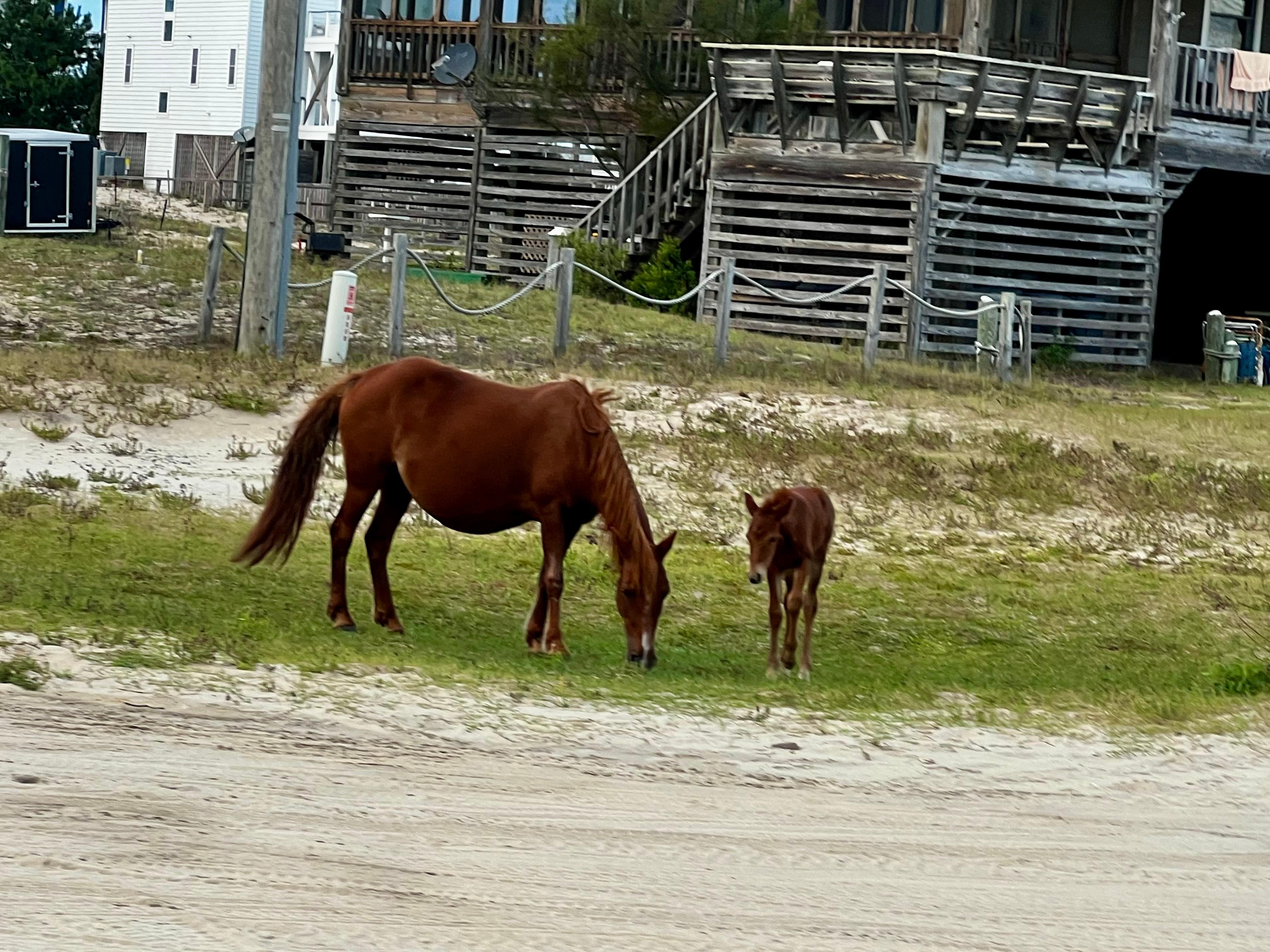 First time seeing a foal this young 