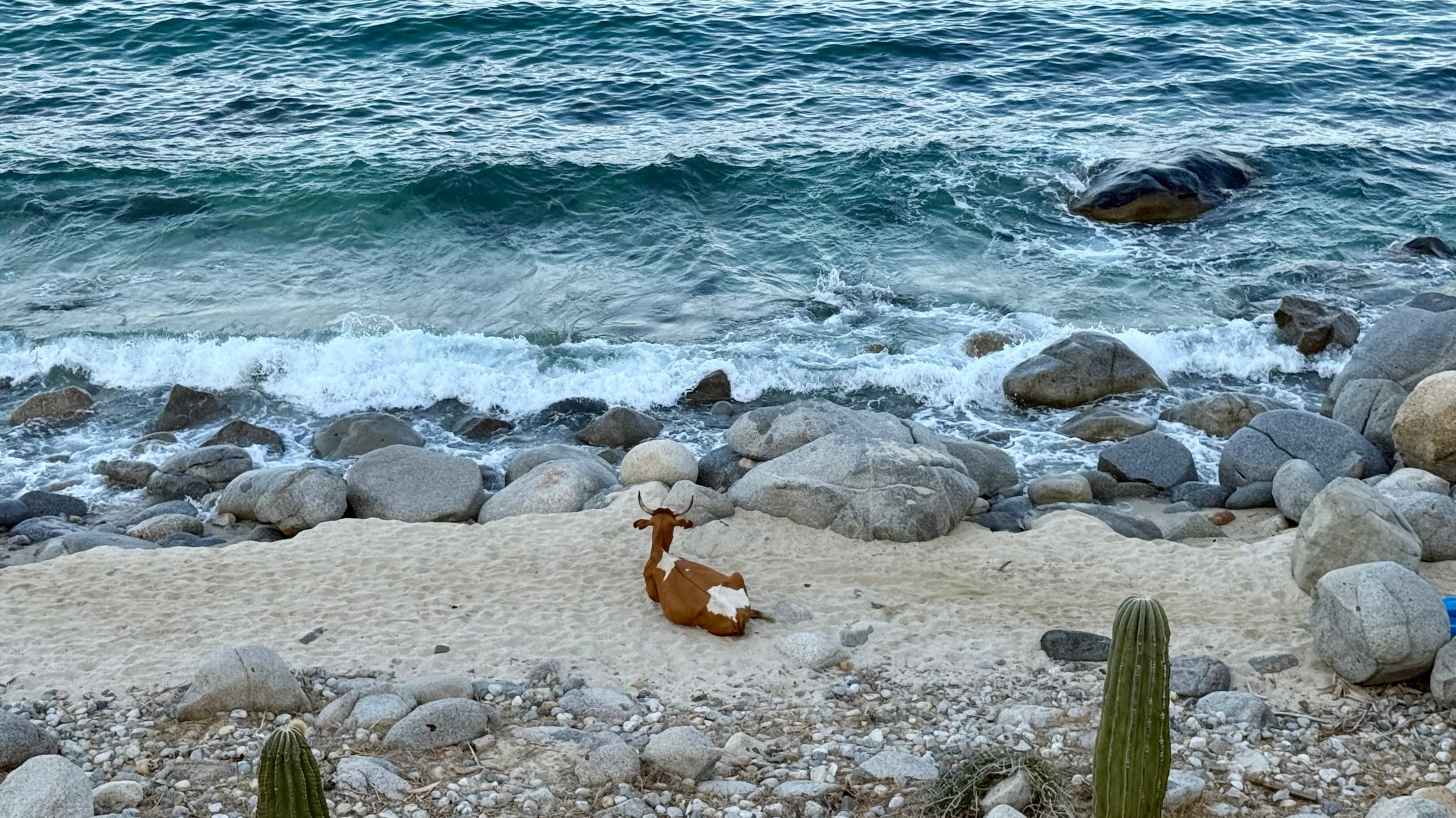 Most relaxed cow we have ever seen
