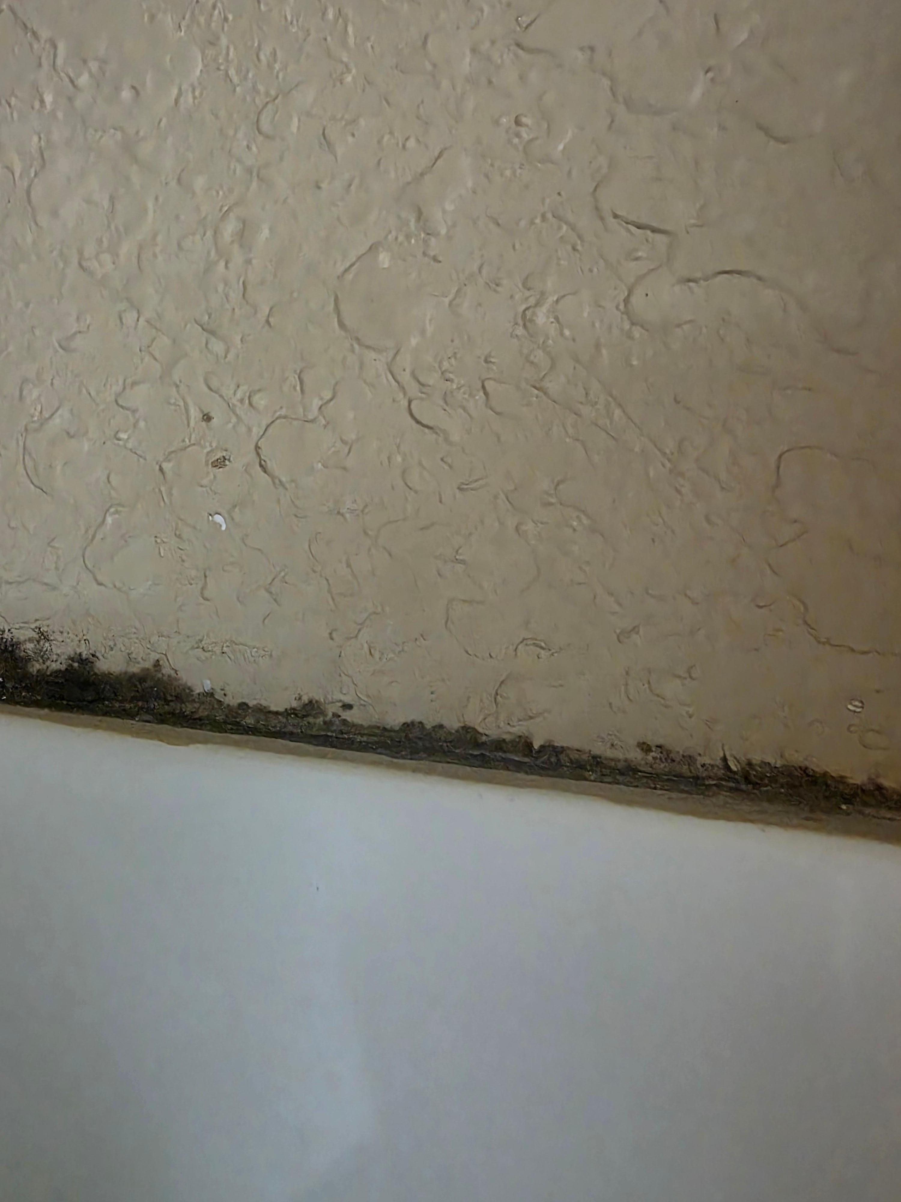 Furry black mold