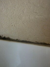 Furry black mold