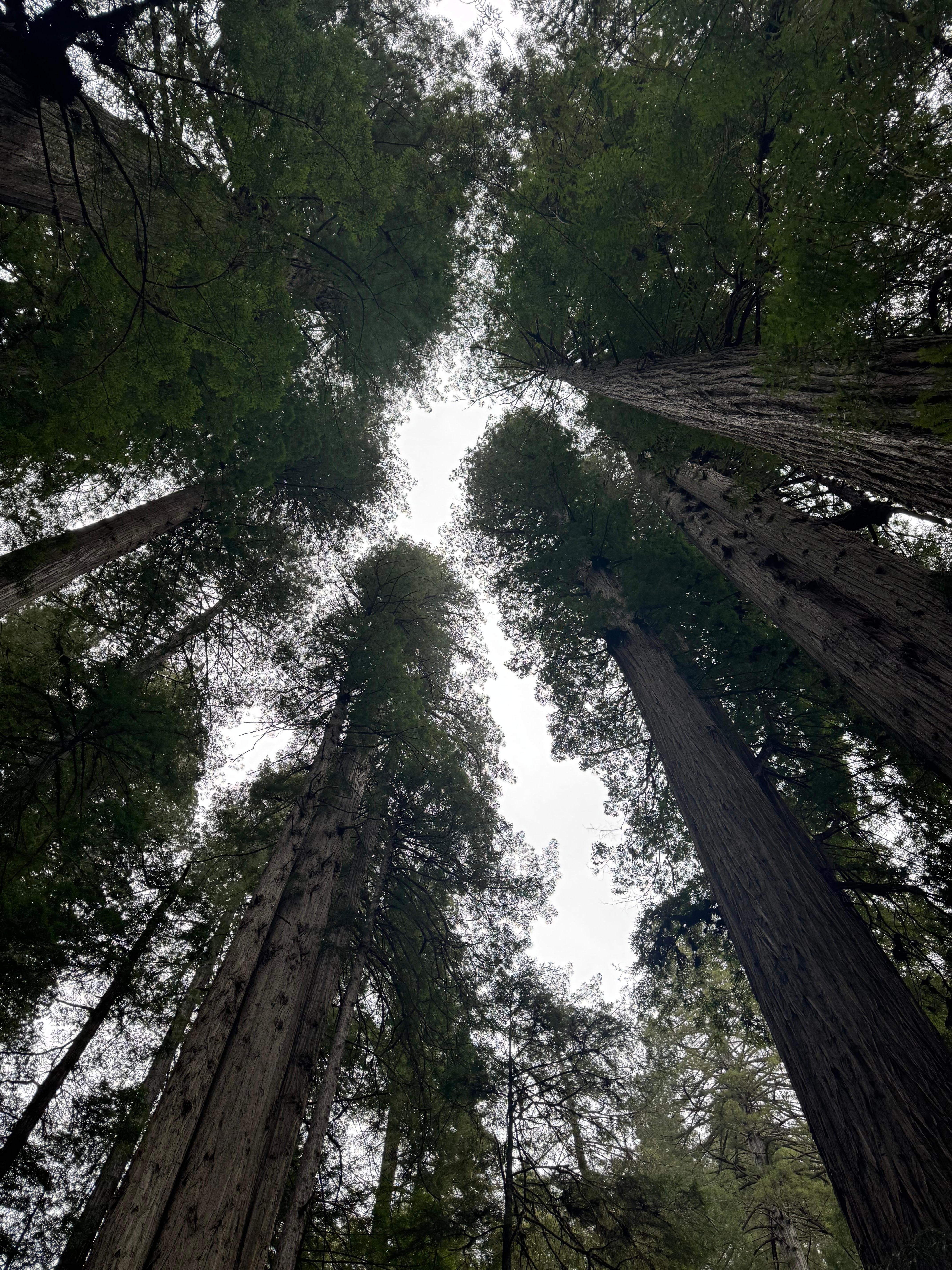 Redwoods