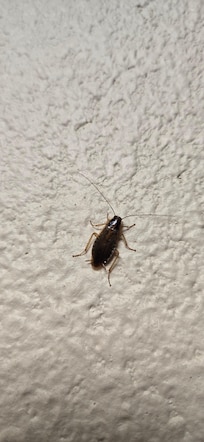 Roaches