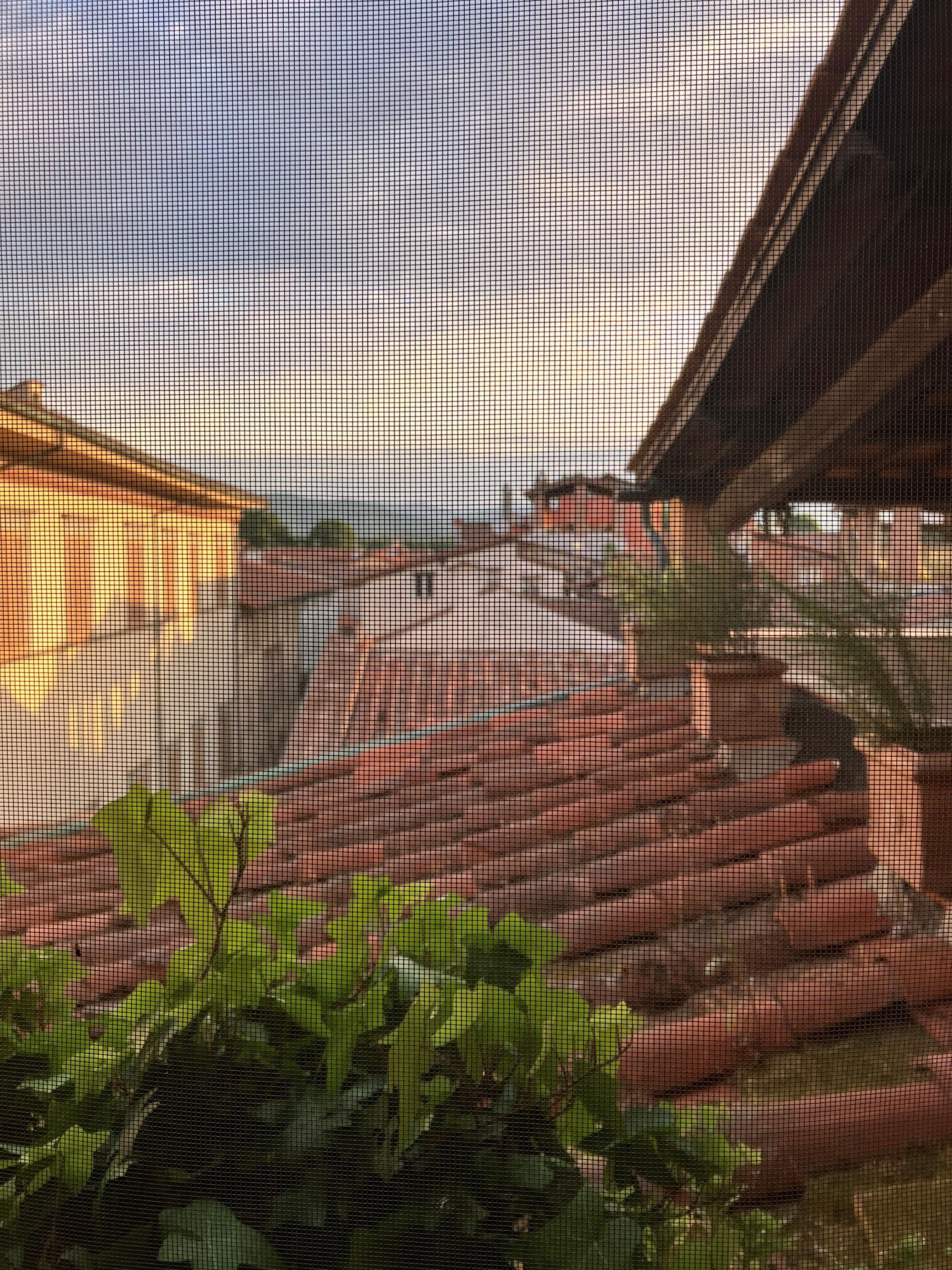 View from the kitchen 