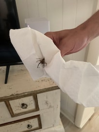 One of the many spiders that stayed in the rental with us. Had to seek medical attention for a spider bite as well.