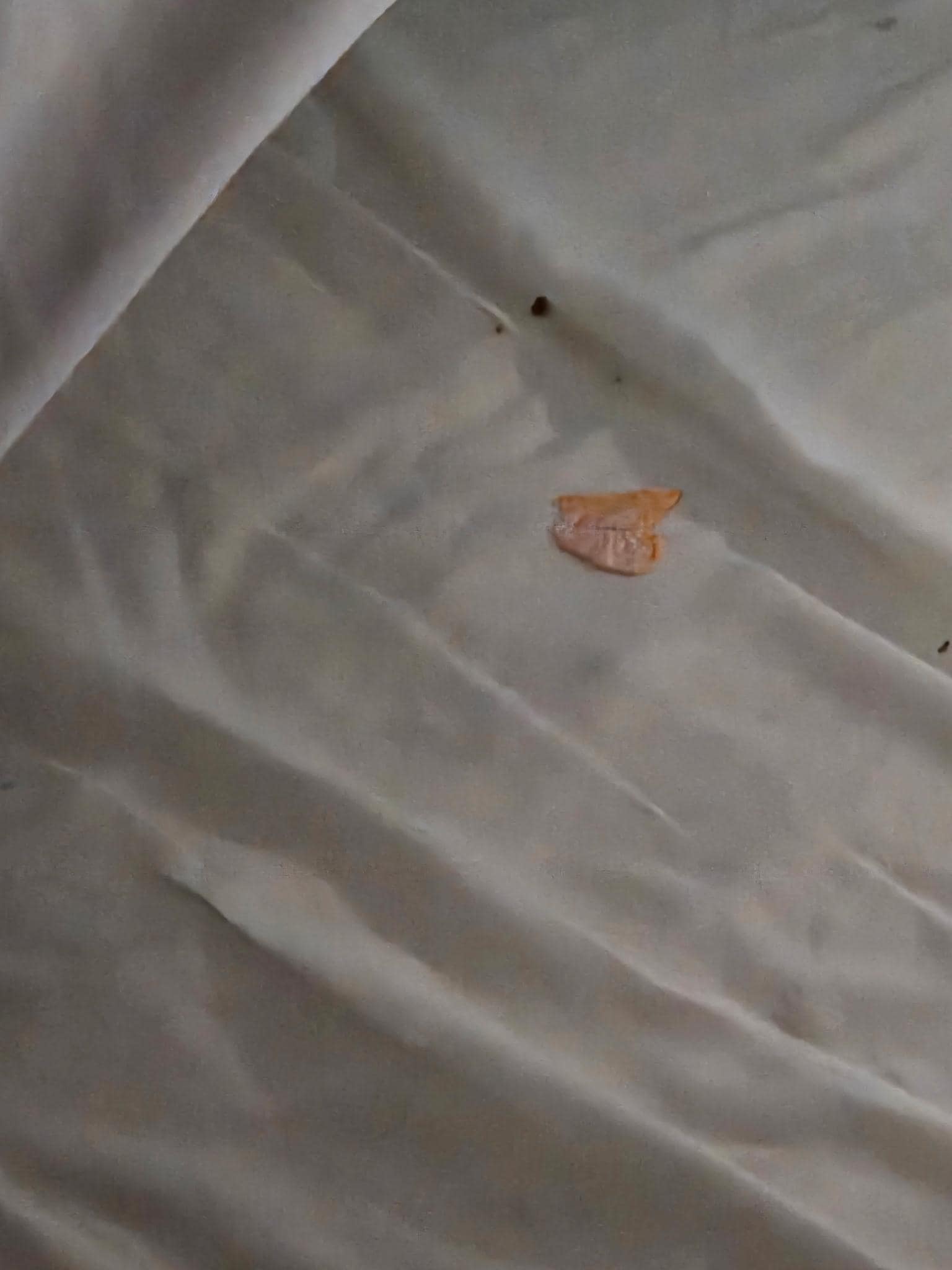 Wrappers and trash under the mattress