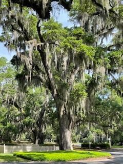 Live oak trees with Spanish moss in neighborhood