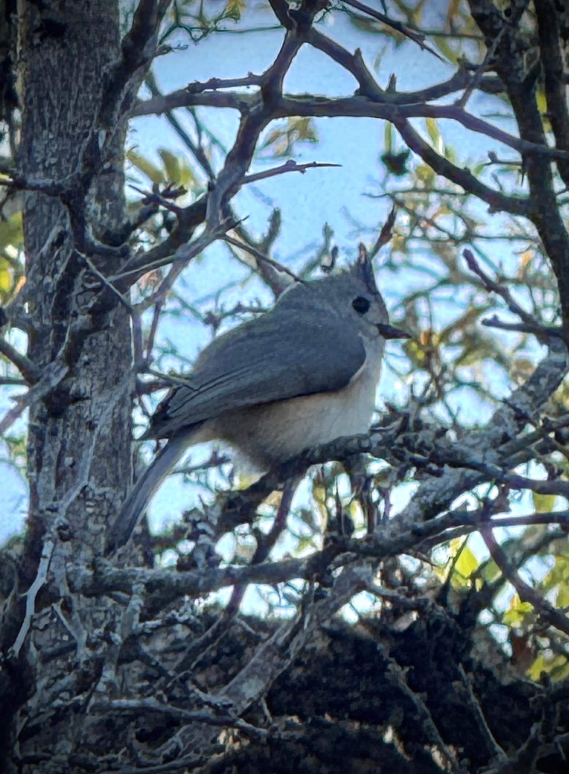 The tufted titmouse is just one of the many birds you'll see.
