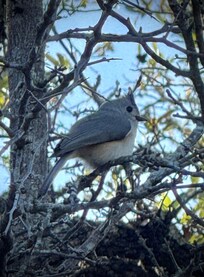 The tufted titmouse is just one of the many birds you'll see.