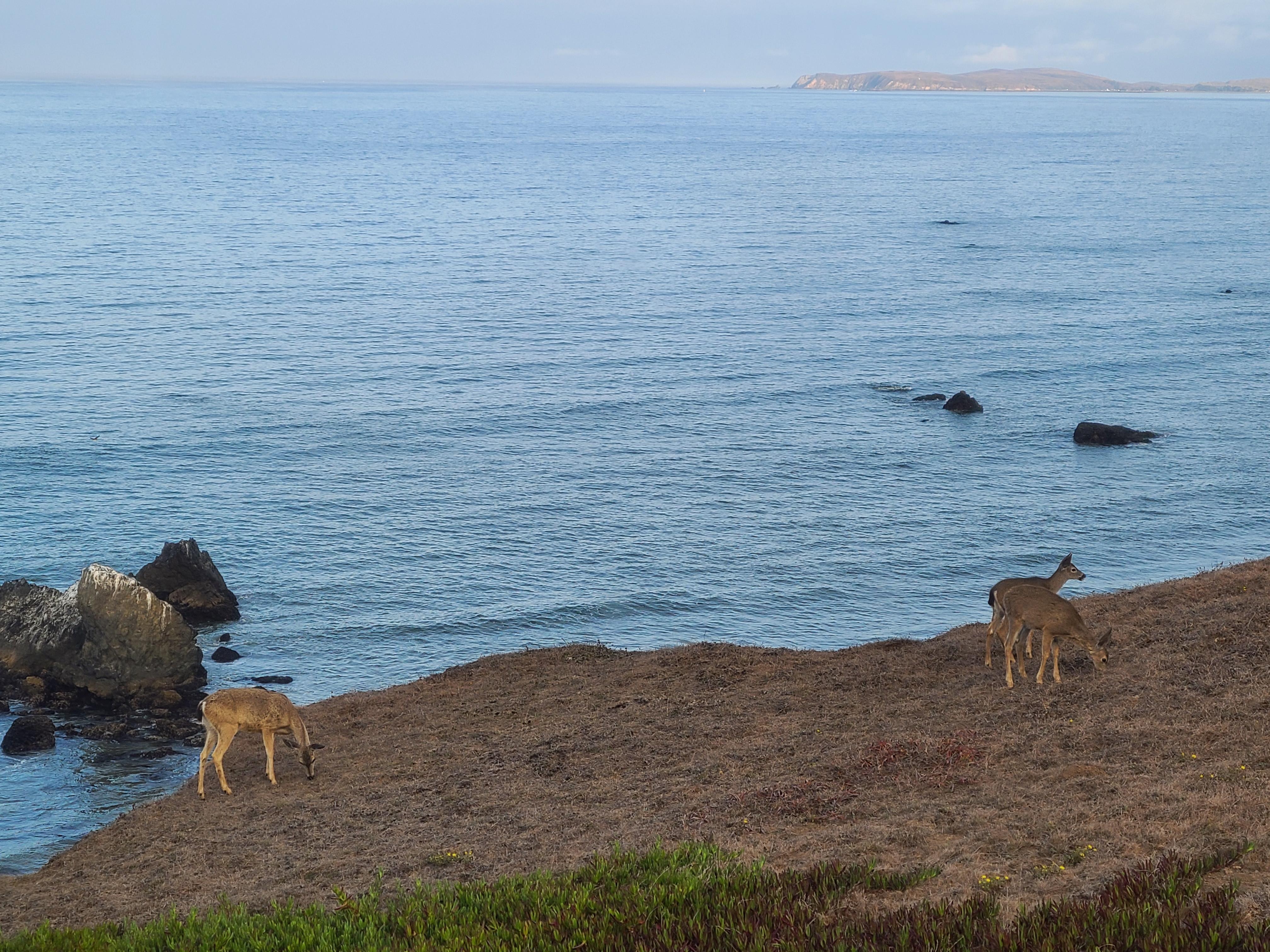 One of our many deer visits
