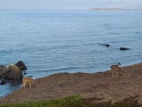 One of our many deer visits