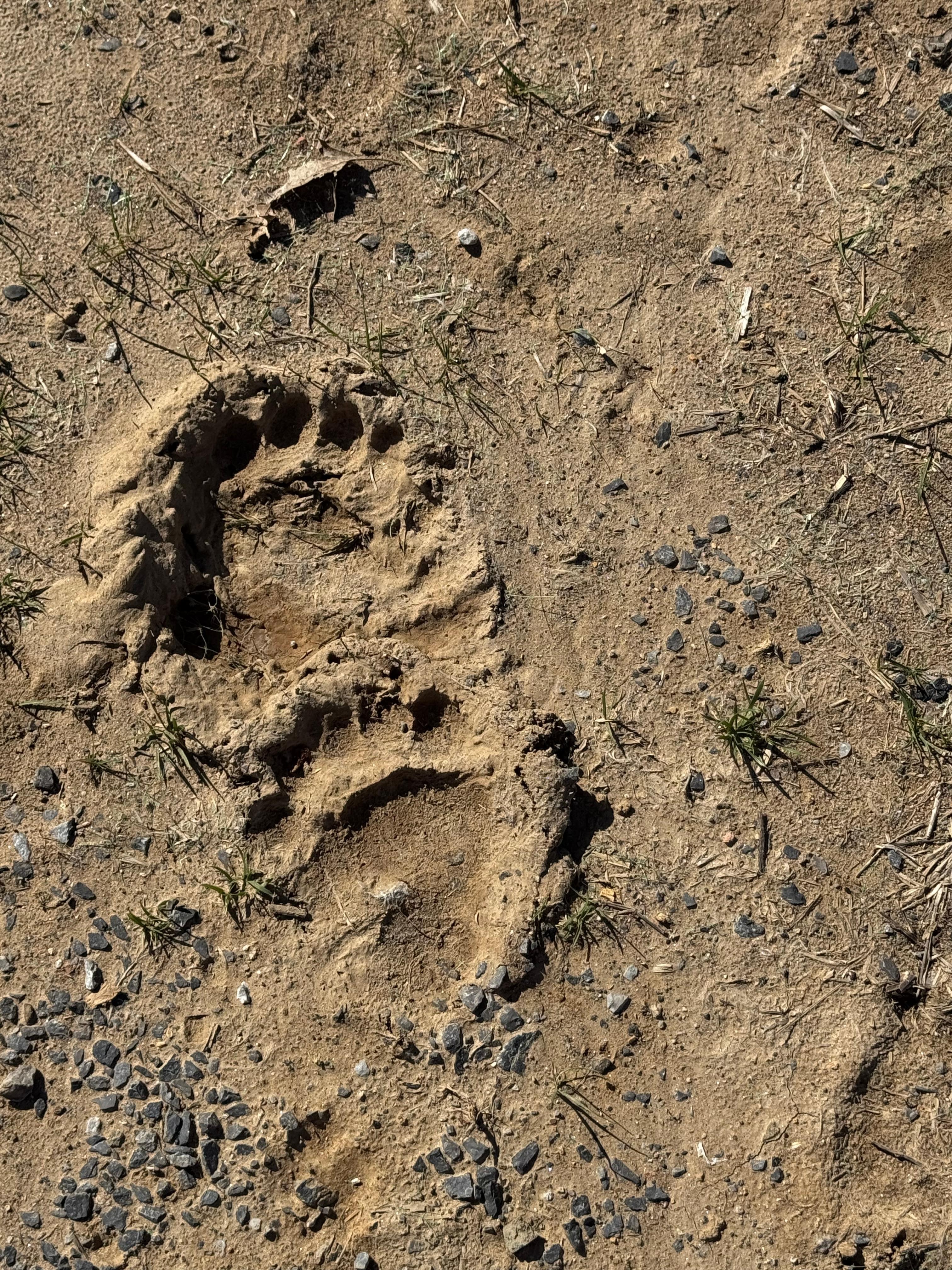 Bear prints in a l patch of dirt/mud near the forest